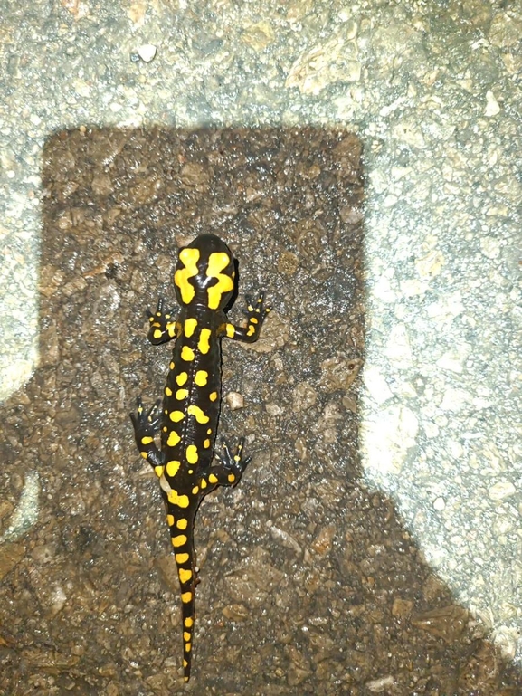 Salamandra infraimmaculata  photographed by רמדאן עיסא 