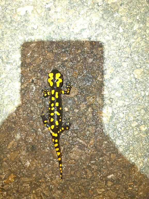 Salamandra infraimmaculata  photographed by רמדאן עיסא 