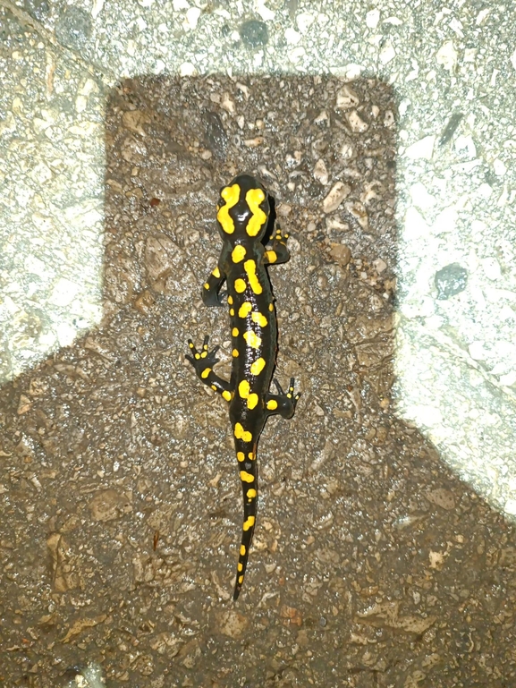 Salamandra infraimmaculata  photographed by רמדאן עיסא 