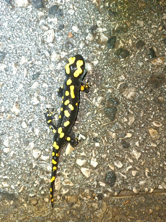 Salamandra infraimmaculata  photographed by רמדאן עיסא 