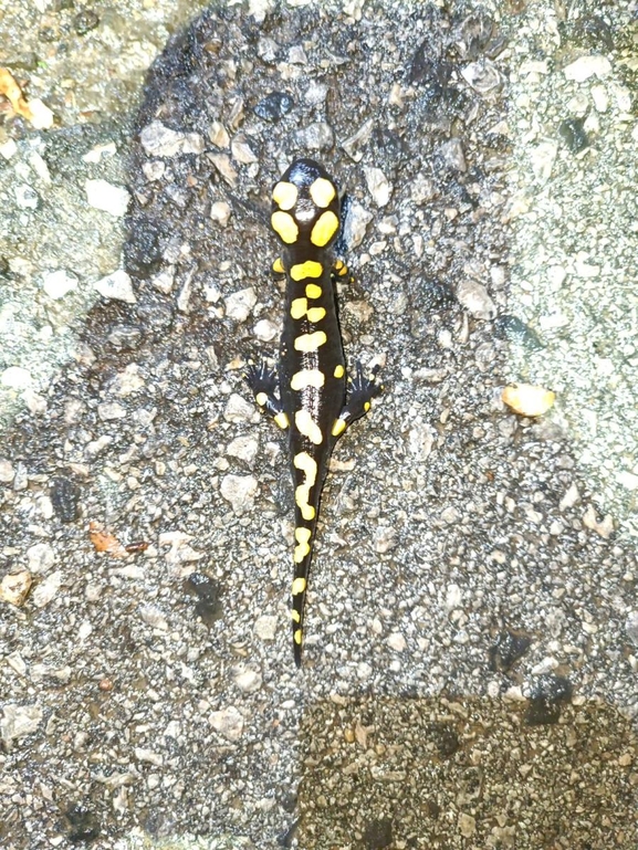 Salamandra infraimmaculata  photographed by רמדאן עיסא 