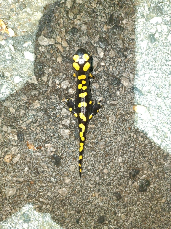 Salamandra infraimmaculata  photographed by רמדאן עיסא 