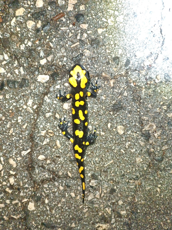 Salamandra infraimmaculata  photographed by רמדאן עיסא 