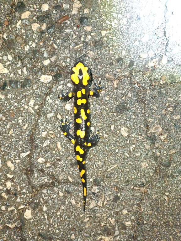 Salamandra infraimmaculata  photographed by רמדאן עיסא 