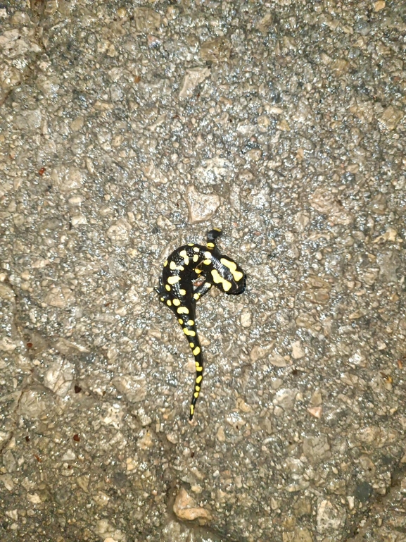 Salamandra infraimmaculata  photographed by רמדאן עיסא 