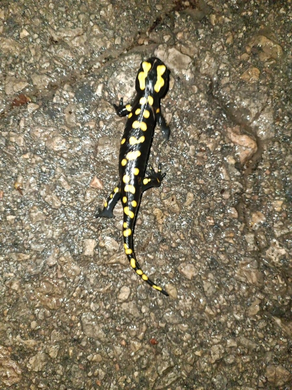 Salamandra infraimmaculata  photographed by רמדאן עיסא 