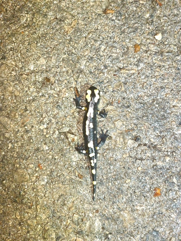 Salamandra infraimmaculata  photographed by רמדאן עיסא 