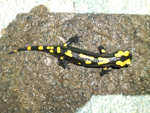 Salamandra infraimmaculata  photographed by רמדאן עיסא 