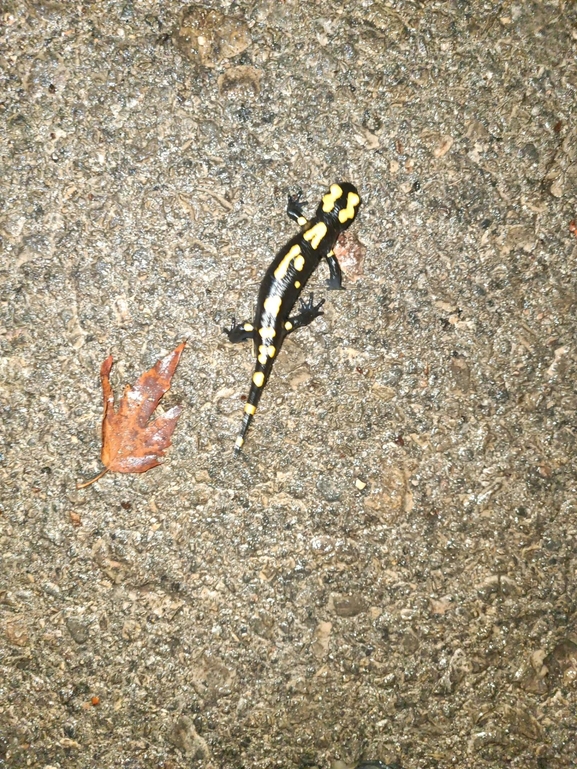 Salamandra infraimmaculata  photographed by רמדאן עיסא 