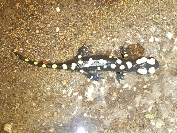 Salamandra infraimmaculata  photographed by רמדאן עיסא 