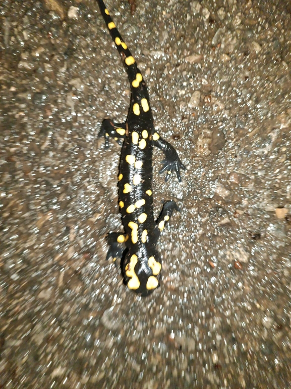 Salamandra infraimmaculata  photographed by רמדאן עיסא 