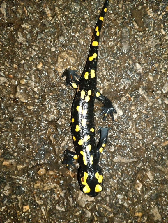 Salamandra infraimmaculata  photographed by רמדאן עיסא 