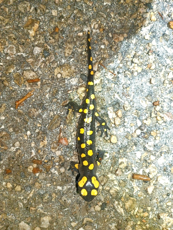 Salamandra infraimmaculata  photographed by רמדאן עיסא 