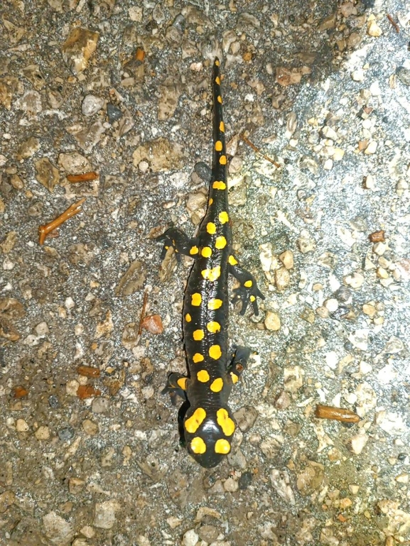 Salamandra infraimmaculata  photographed by רמדאן עיסא 