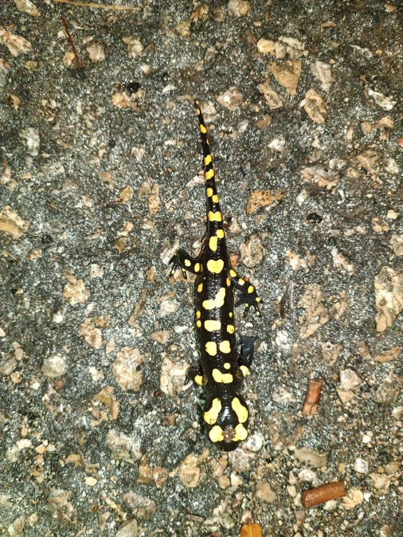 Salamandra infraimmaculata  photographed by רמדאן עיסא 