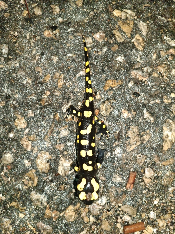 Salamandra infraimmaculata  photographed by רמדאן עיסא 