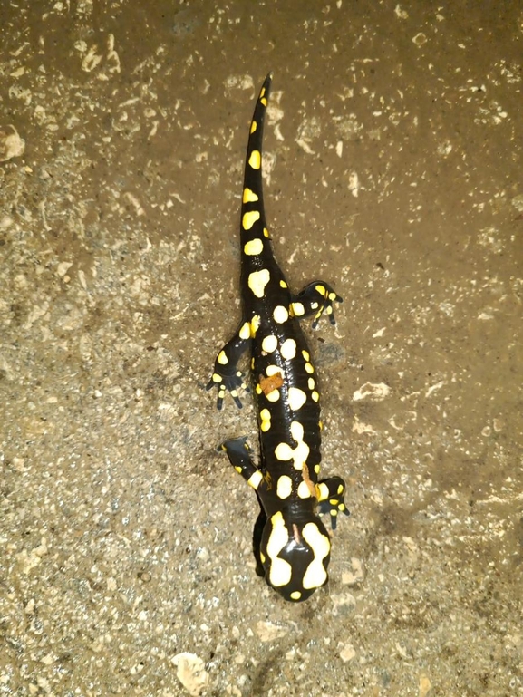 Salamandra infraimmaculata  photographed by רמדאן עיסא 