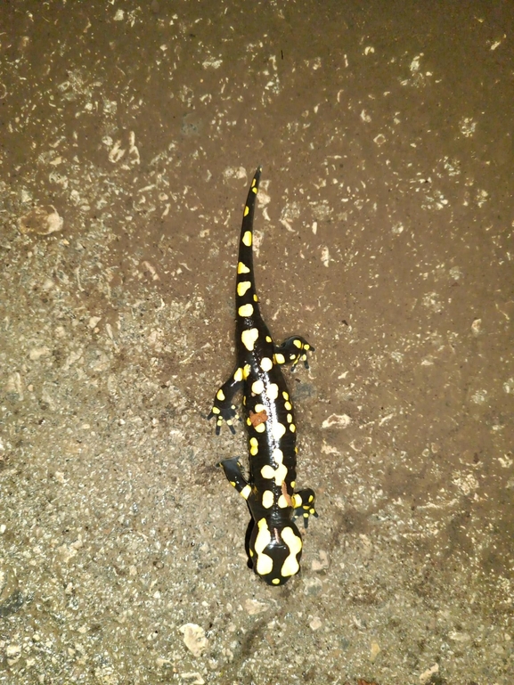 Salamandra infraimmaculata  photographed by רמדאן עיסא 