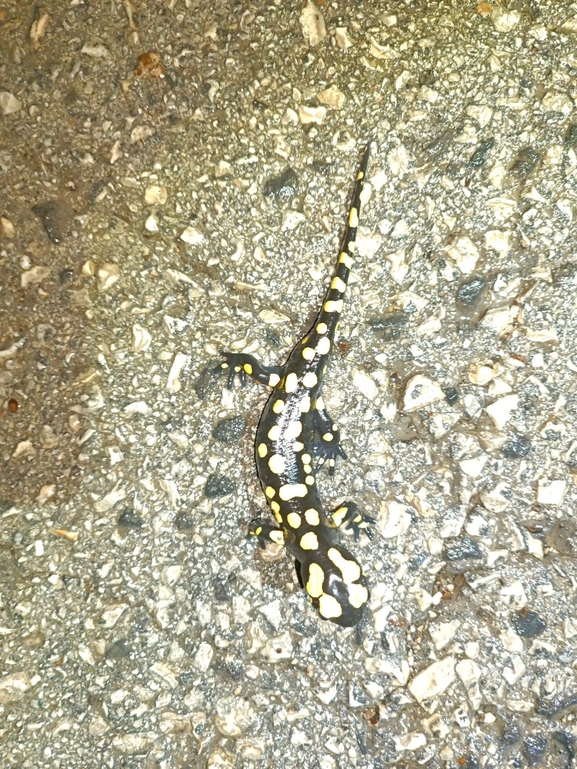 Salamandra infraimmaculata  photographed by רמדאן עיסא 