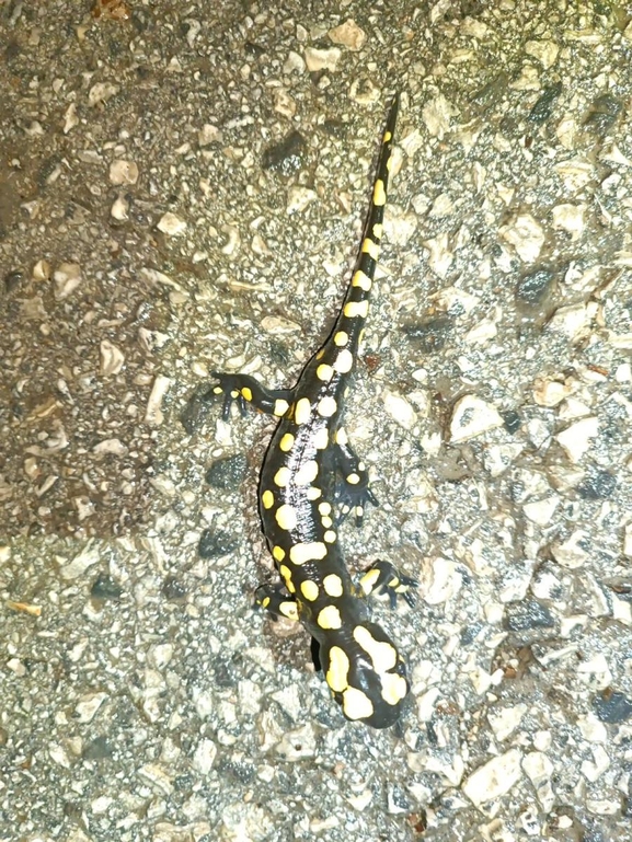 Salamandra infraimmaculata  photographed by רמדאן עיסא 