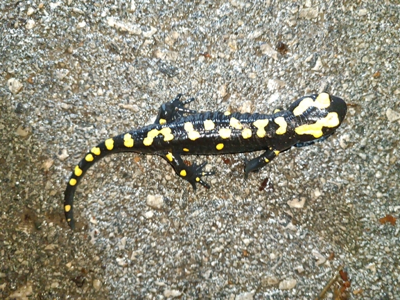 Salamandra infraimmaculata  photographed by רמדאן עיסא 