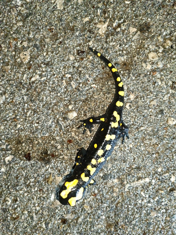 Salamandra infraimmaculata  photographed by רמדאן עיסא 