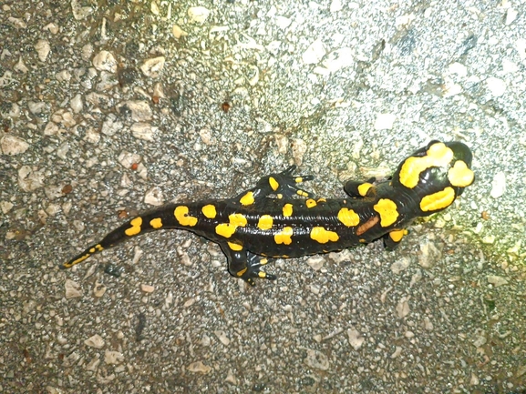 Salamandra infraimmaculata  photographed by רמדאן עיסא 