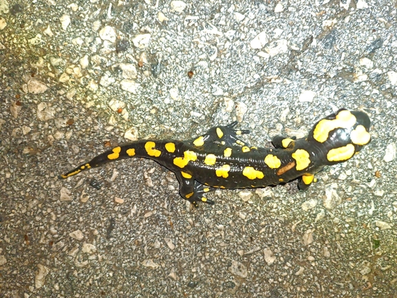 Salamandra infraimmaculata  photographed by רמדאן עיסא 