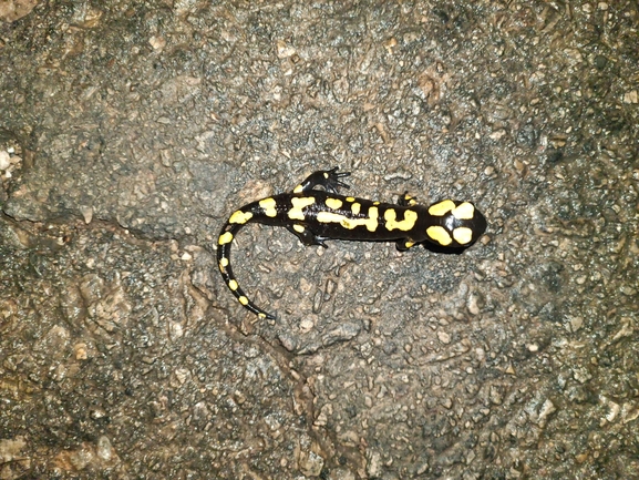 Salamandra infraimmaculata  photographed by רמדאן עיסא 