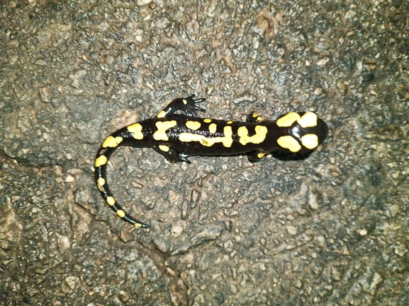 Salamandra infraimmaculata  photographed by רמדאן עיסא 