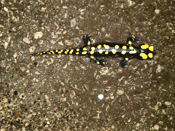 Salamandra infraimmaculata  photographed by רמדאן עיסא 