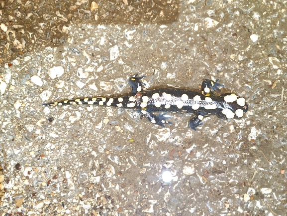 Salamandra infraimmaculata  photographed by רמדאן עיסא 