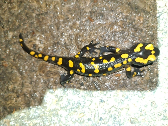 Salamandra infraimmaculata  photographed by רמדאן עיסא 