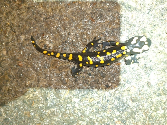 Salamandra infraimmaculata  photographed by רמדאן עיסא 