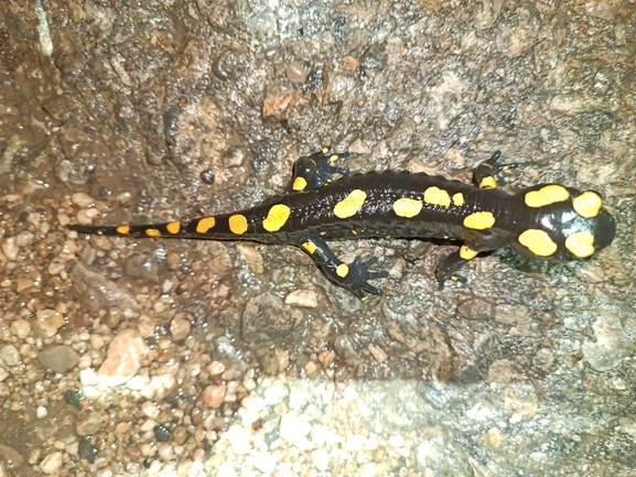 Salamandra infraimmaculata  photographed by רמדאן עיסא 