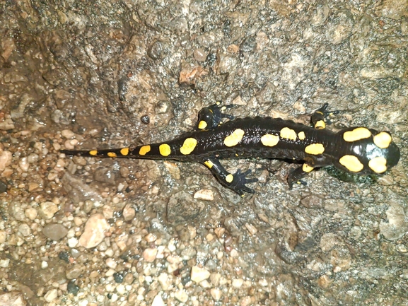 Salamandra infraimmaculata  photographed by רמדאן עיסא 