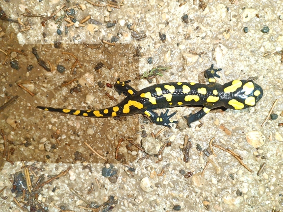 Salamandra infraimmaculata  photographed by רמדאן עיסא 