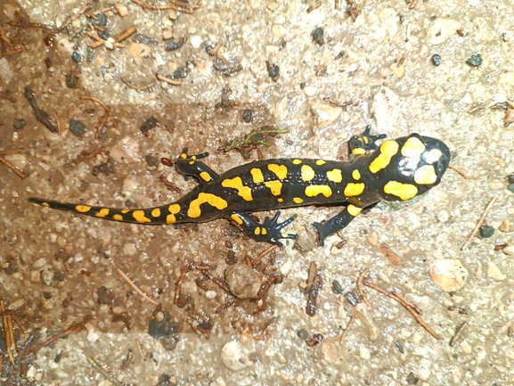 Salamandra infraimmaculata  photographed by רמדאן עיסא 