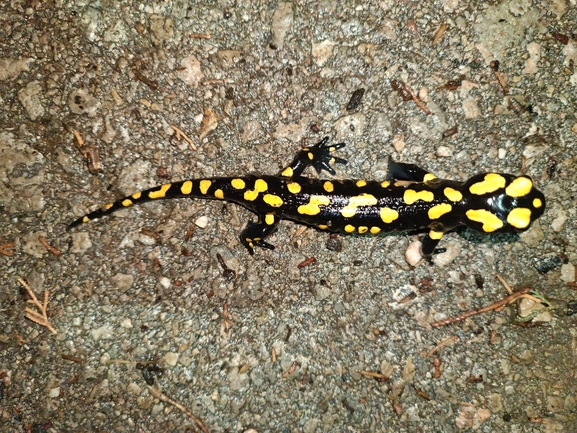 Salamandra infraimmaculata  photographed by רמדאן עיסא 