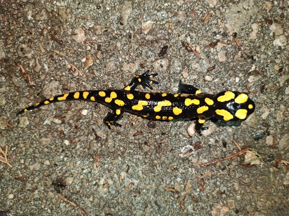 Salamandra infraimmaculata  photographed by רמדאן עיסא 