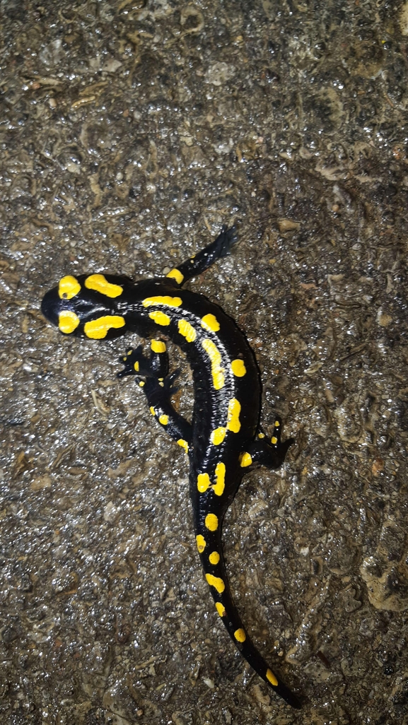 Salamandra infraimmaculata  photographed by רמדאן עיסא 