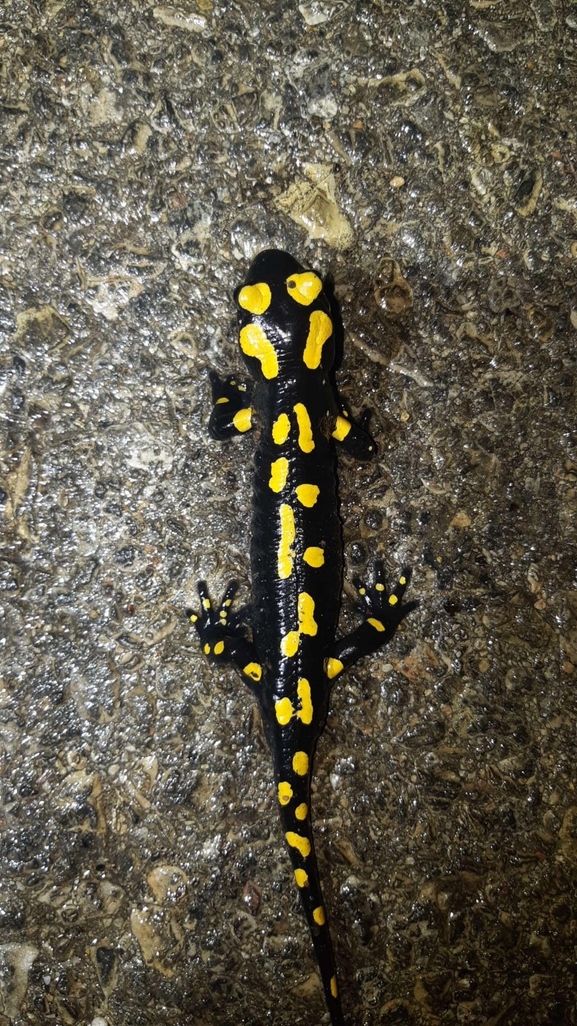 Salamandra infraimmaculata  photographed by רמדאן עיסא 