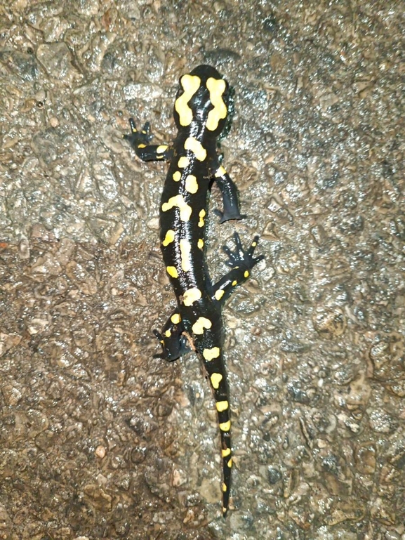 Salamandra infraimmaculata  photographed by רמדאן עיסא 