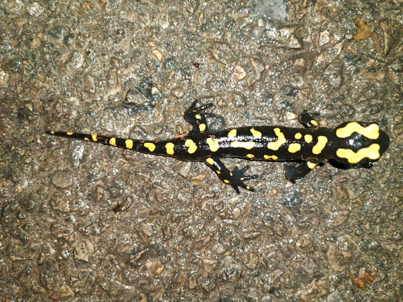 Salamandra infraimmaculata  photographed by רמדאן עיסא 