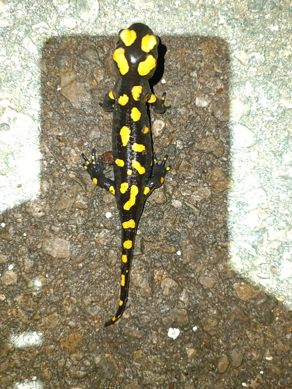 Salamandra infraimmaculata  photographed by רמדאן עיסא 