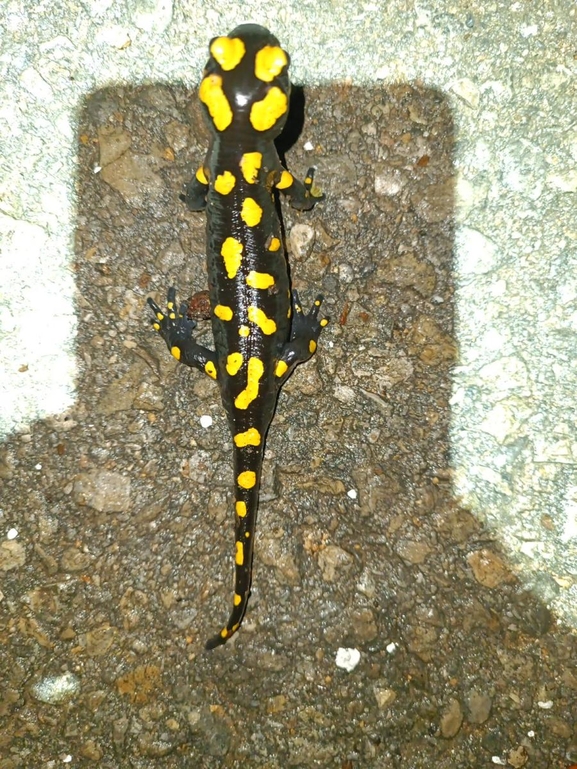 Salamandra infraimmaculata  photographed by רמדאן עיסא 