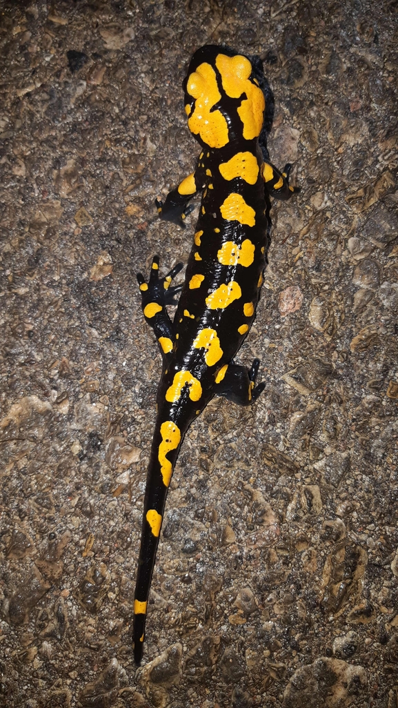 Salamandra infraimmaculata  photographed by רמדאן עיסא 