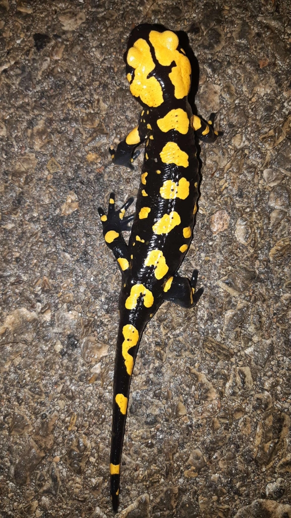 Salamandra infraimmaculata  photographed by רמדאן עיסא 