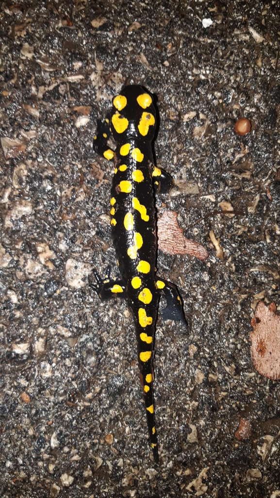 Salamandra infraimmaculata  photographed by רמדאן עיסא 