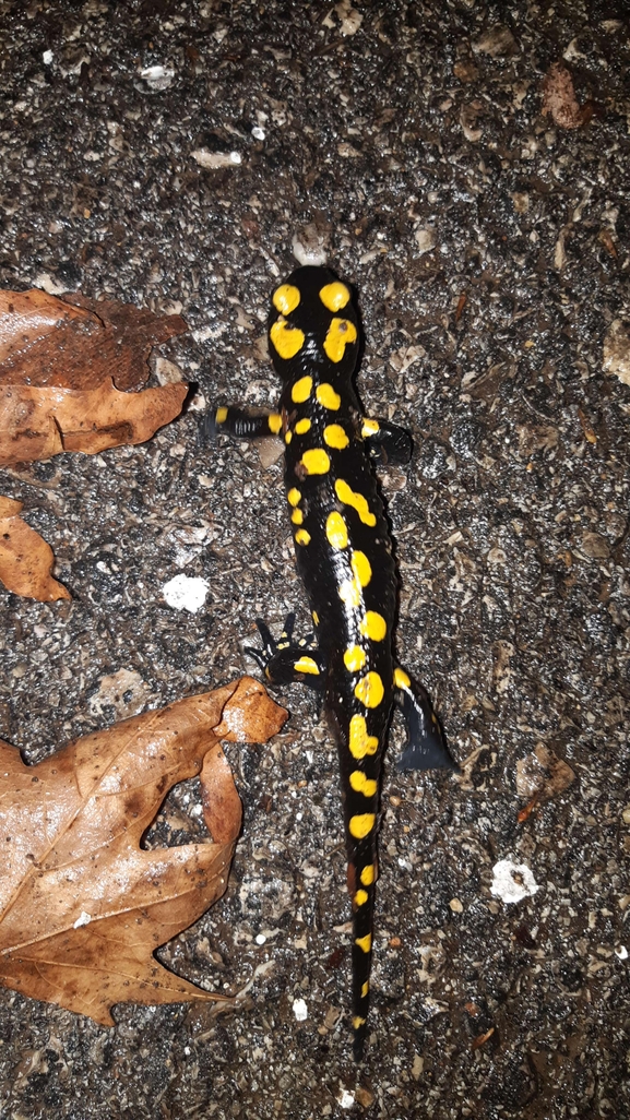 Salamandra infraimmaculata  photographed by רמדאן עיסא 